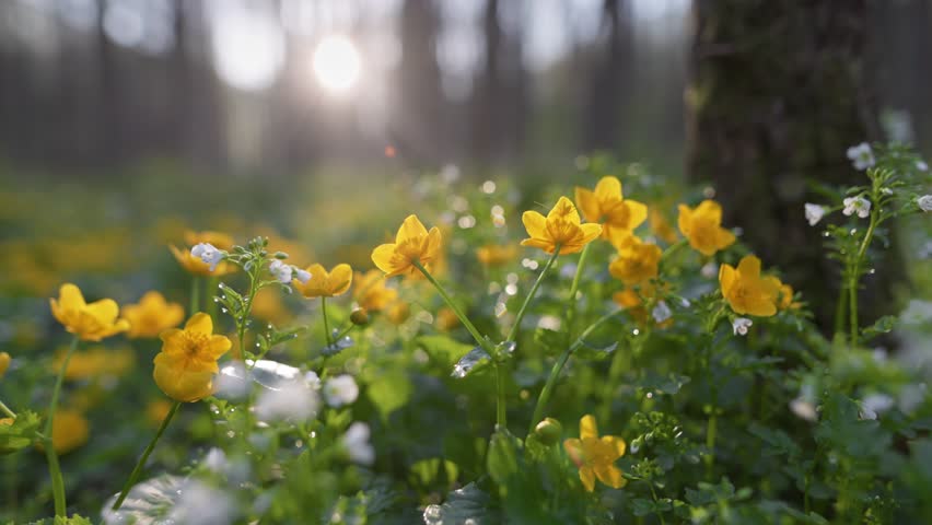 Close up shot of delicate wild flowers blooming on the mossy forest floor in spring. First spring flowers emerging from the ground in sunlit grove. Spring forest vegetation and natural growth