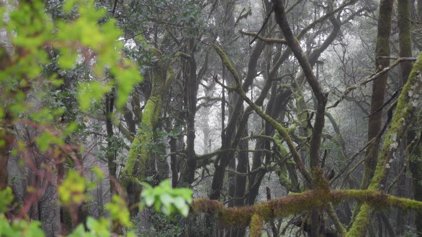 Mystical laurel forest of Garajonay National Park shrouded in thick fog. Cinematic gimbal shot of mossy ancient trees in the misty rainforest, La Gomera, Canary Islands, Spain