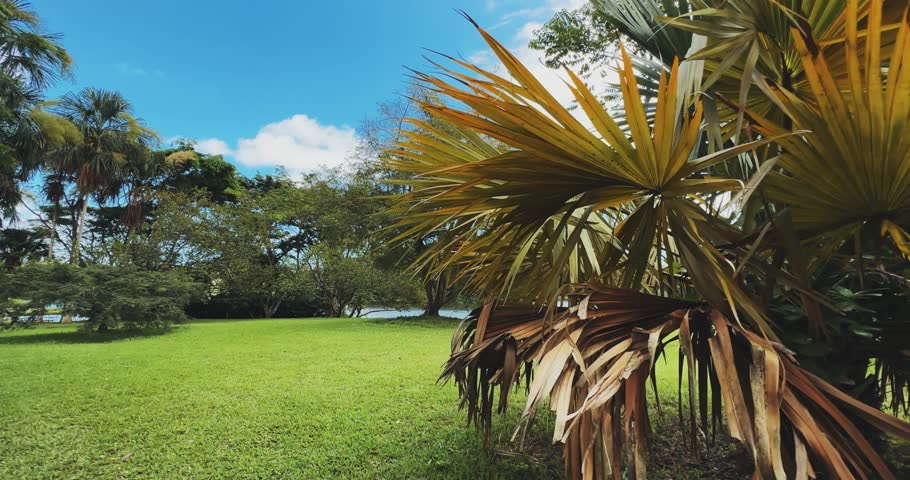 Tropical panoramic landscape with palm trees and a serene lake backdrop on Hawaii island
