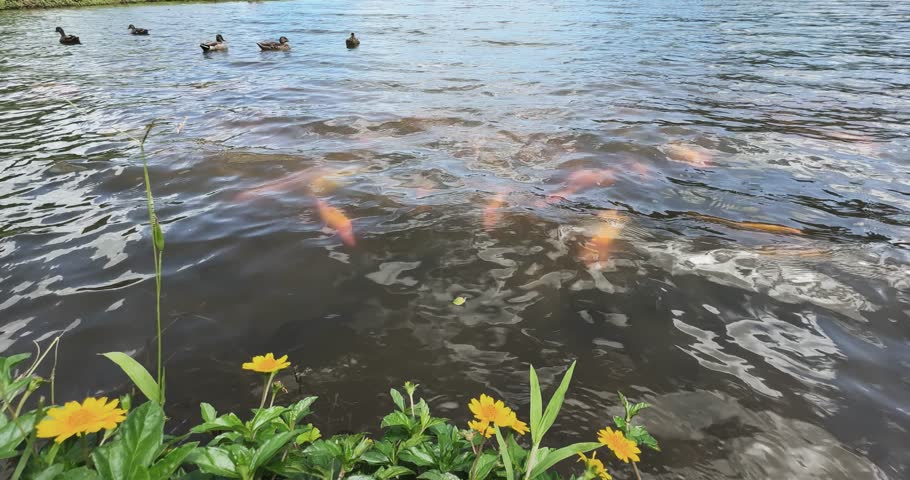 Serene lake with ducks and gold koi fish in tropical Hawaii island