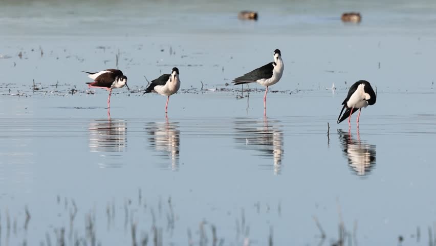 Group of black-necked shorebirds (Himantopus mexicanus) engaged in synchronized preening behavior as they stand in shallow wetland water at Sacramento National Wildlife Refuge in California