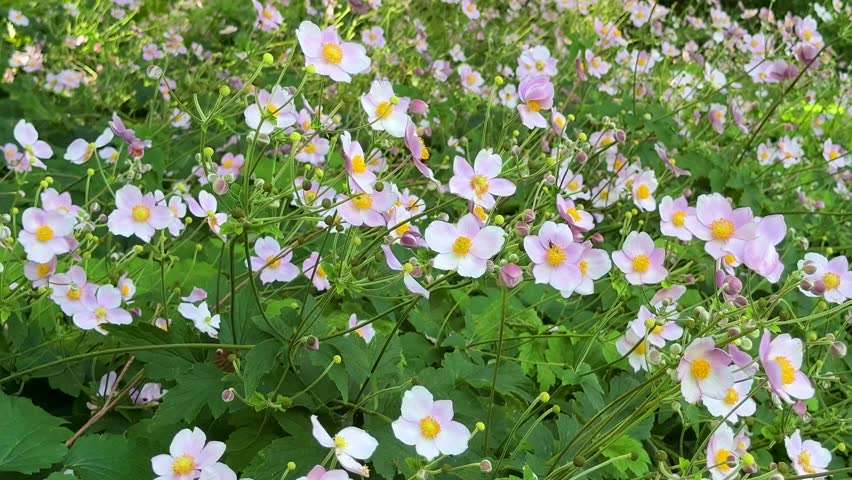 Beautiful pink Japanese anemone flowers blooming in a green garden, vertical video	