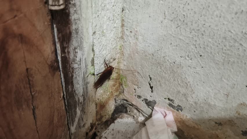 Close up footage of a live cockroach grooming its antenna by folding and pulling it through its mouth while standing on a dull white wall. Detailed view of Periplaneta americana behavior associated with contamination, hygiene problems, disease transmission risk, and unsanitary indoor environment. Visual concept for public health awareness, sanitation control, infection prevention, pest management service, and household cleanliness issues
