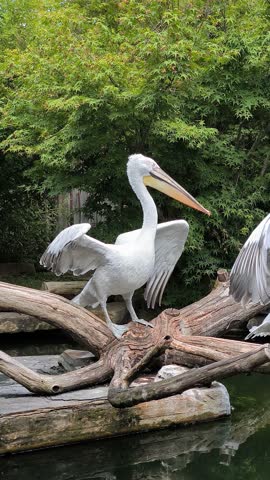 The Dalmatian pelican (Pelecanus crispus) with its long beak, and white in color, opening its wings on a tree trunk