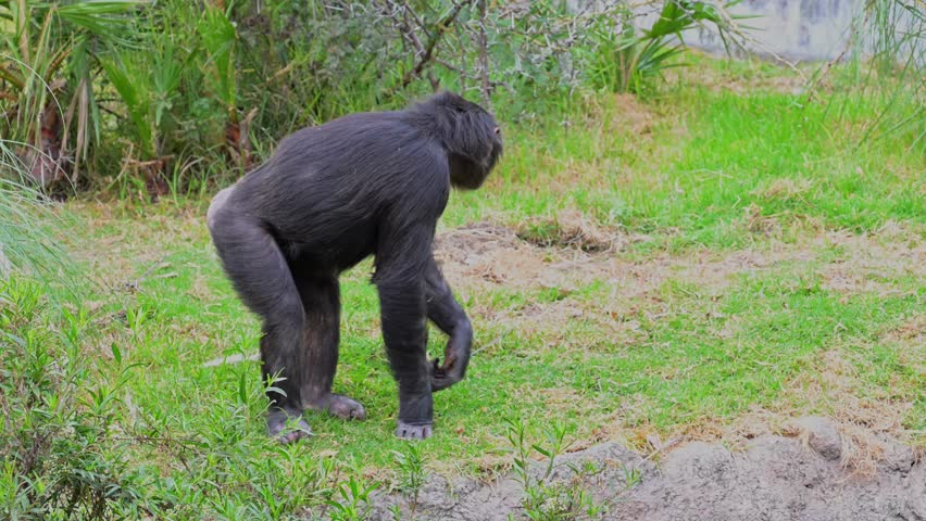 Side view of two chimpanzees walking in a conservation area