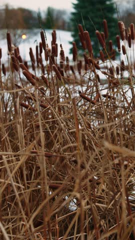 Dry cattails moving through cold winter air across frozen marshland with defocused warm lights in the background, vertical static