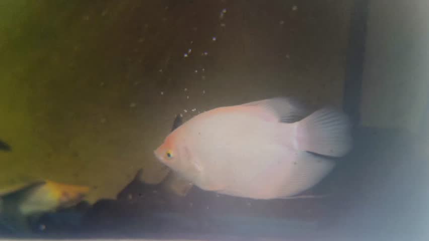 A variety of freshwater fish including Giant Gouramy and  Tinfoil Barbs swim together in a community aquarium tank.Osphronemus Goramy,Barbonedus Schwanenfeldii Named chang si lu, shi shi ba, called ikan kaloi,  ikan lampam video taken from Malaysia.