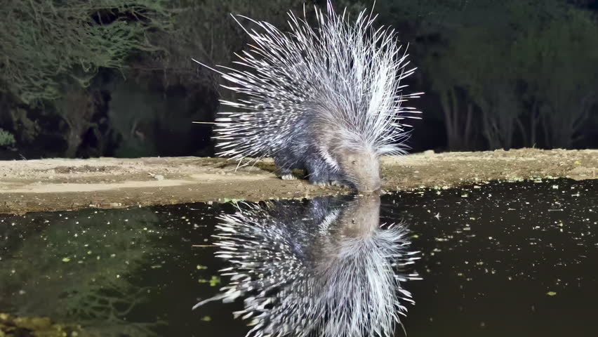 A crested porcupine is beautifully reflected while drinking from a watering hole at night.