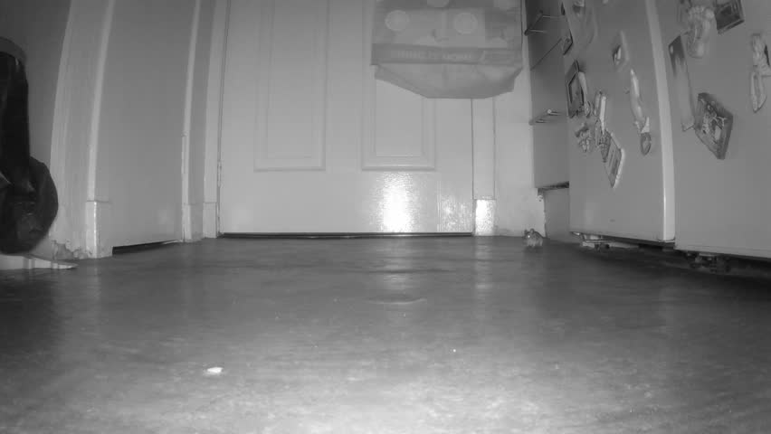 Two mice running around in an urban house.