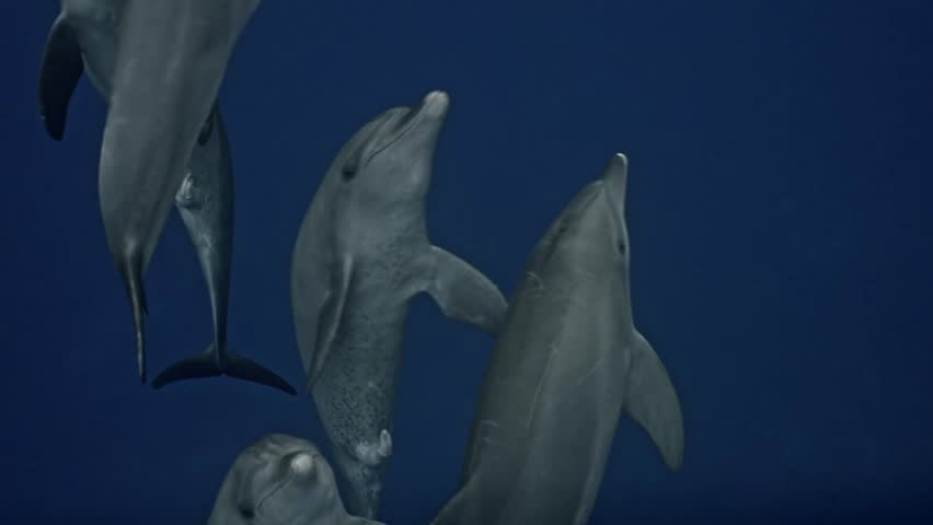 Group of Bottlenose dolphins captured through the deep azure waters of the Red Sea.