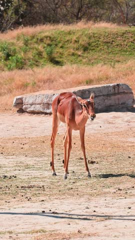 Female impala standing on a dry ground, eating grass in a sunny natural hatitat, wildlife photography