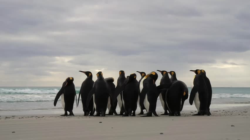 King penguins colony on beach