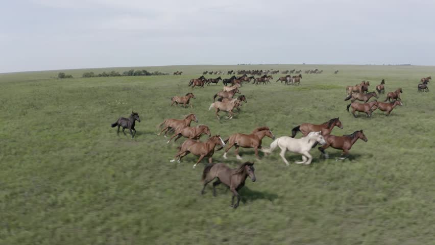 Wild horses running freely across open land, capturing untamed nature, freedom, and the dynamic energy of wildlife in a breathtaking outdoor setting.