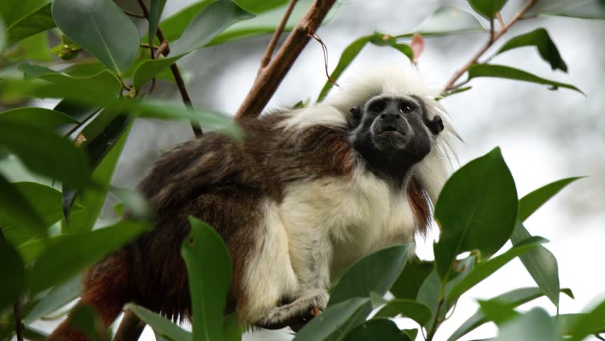 A cotton-top tamarin sits on a branch, looking around amidst lush green tropical foliage