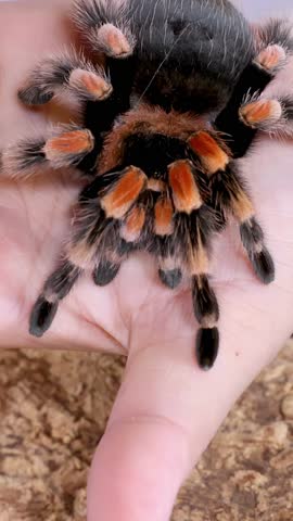 A close-up shot of a Mexican redknee tarantula sitting calmly on a person