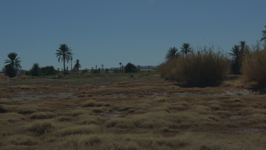 Desert Road With Palm Trees Across Flat Arid Landscape in Southern Morocco