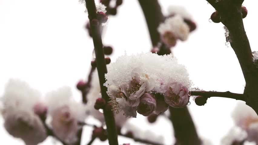 Snow-covered White Ume blossoms or plum blossoms or Japanese apricot blossoms