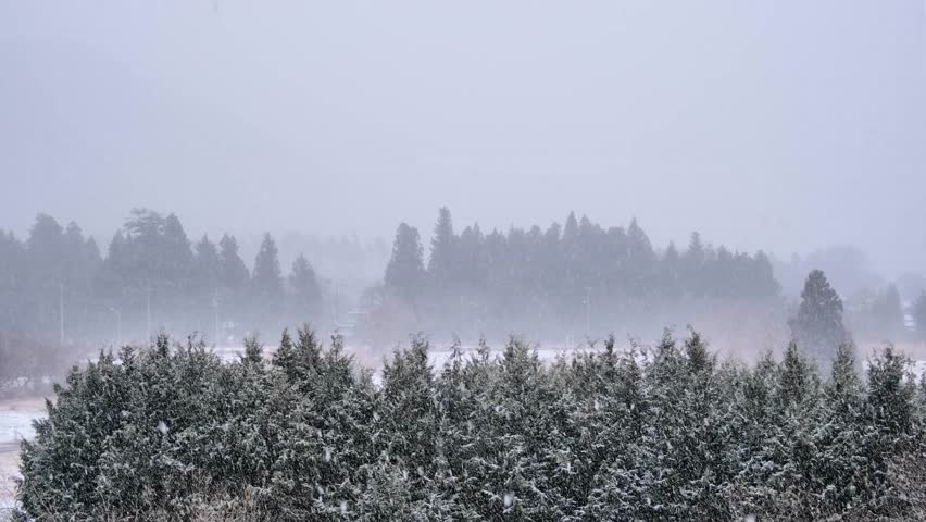 Continuously falling snow and coniferous forests, suburban landscape