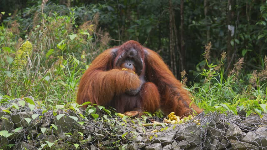 Static wildlife footage showing a wild Bornean orangutan calmly eating bananas in its natural forest environment in Sarawak, Malaysia, on the island of Borneo.