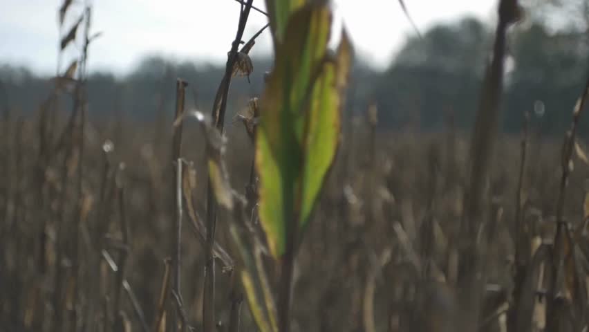 Close-up, shallow depth-of-field shot of a single green leaf standing out against a field of dry, harvested corn stalks