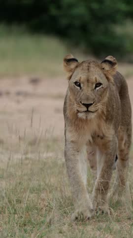  Vertical video, a young male lion approaching