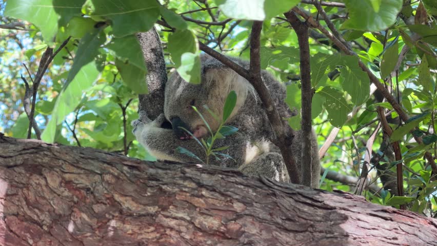 Side profile of a koala asleep while hugging a tree trunk, a horizontal branch crossing the foreground. Peaceful wildlife moment filmed on Magnetic Island, Queensland, Australia.