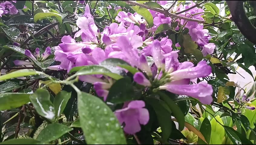 Purple flowers in the garden when rainy