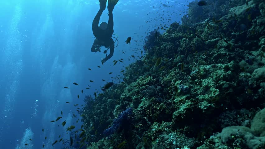 A scuba diver in a black wetsuit with yellow fins glides downward toward a colorful, densely populated coral reef at Yolanda Reef or Pinnacle in the Ras Muhammad National Park, northern Red Sea.