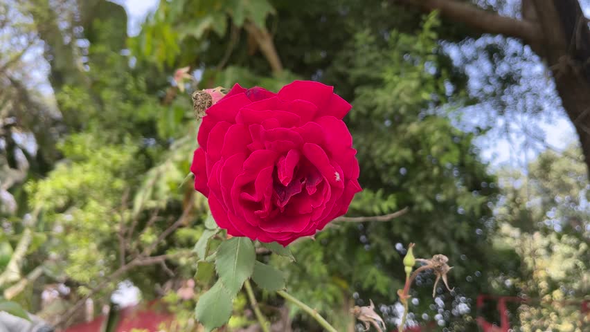 Close up of a beautiful deep red rose in full bloom with a soft green garden background