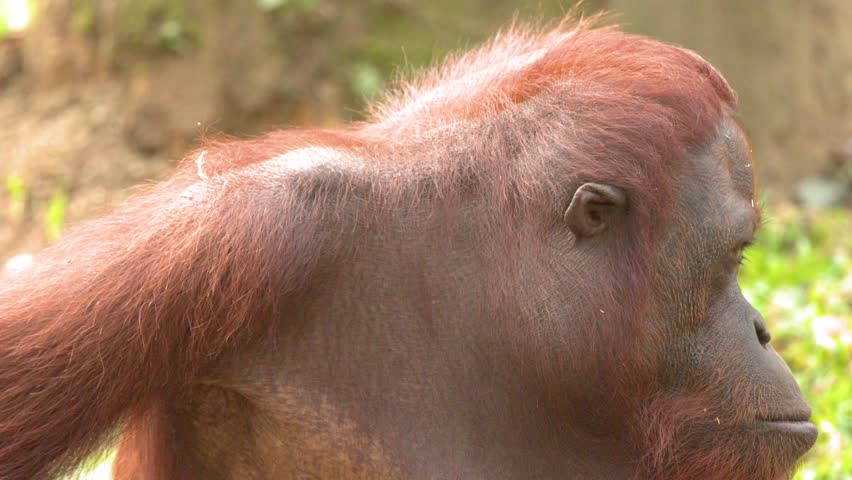A close-up shot of an orangutan turning its head and looking around in daylight