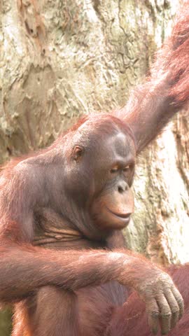 A young Bornean orangutan sits on a log, interacting playfully with another primate outdoors