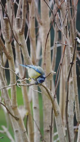 Blue tit perched on a branch