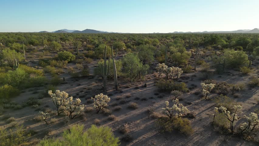 Drone shot moving slowly forward through dense Sonoran Desert vegetation with tall saguaro, scattered cholla, shrubs, and trees in warm early morning light, distant mountains under a pale blue sky.