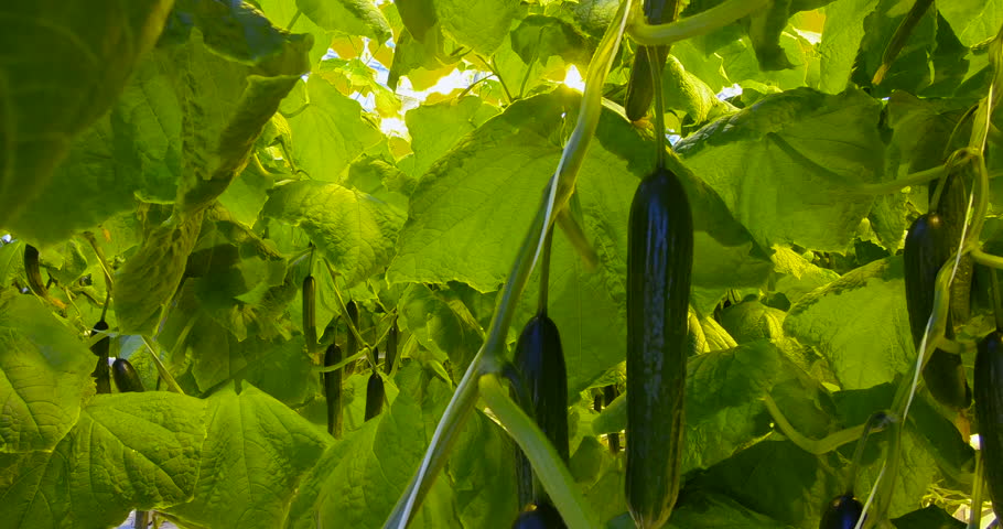 Growing cucumbers in a modern greenhouse. Agricultural industry.