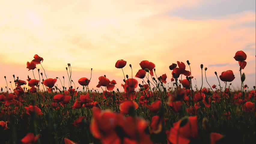 Field of poppies on a sunset Royalty-Free Stock Footage #3998491