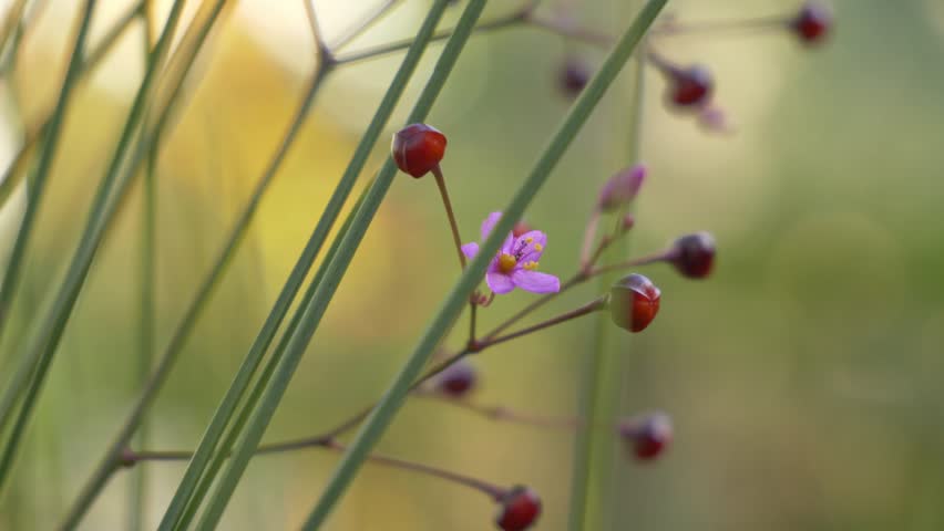 Fameflower - Jewels Of Opar, (Talinum Paniculatum) With Tiny Pink Blooms And Bead-like Red Seed Pods On The Green Stems. - closeup shot