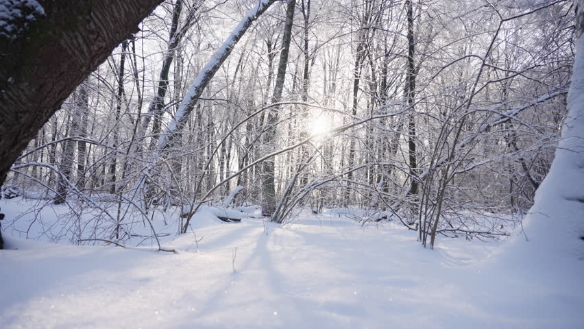 Beautiful winter forest landscape. Snow-covered trees, cold season nature.