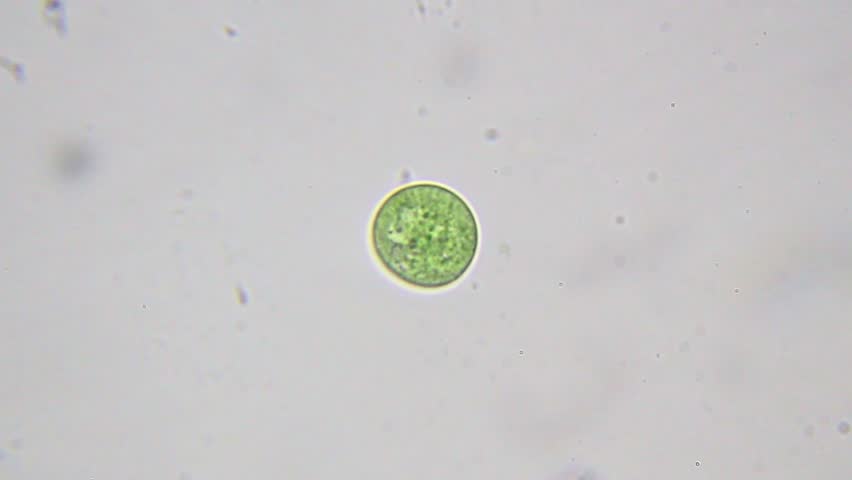 Round green cyanobacterium with a nearby small bacterium under 2000x brightfield microscopy using immersion oil. Detailed 4K scientific stock footage of microscopic prokaryotes.