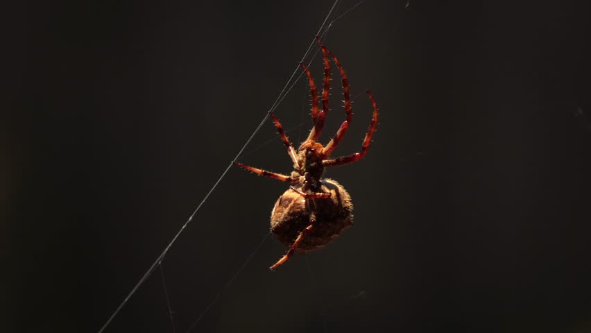 Australian Garden Orb Weaver Female Spider Close Up On Web Moving In The Wind, Underside Side View, Daytime, Australia, East Gippsland, Victoria, Maffra