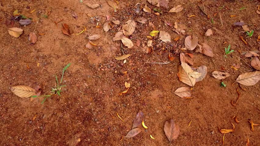 Top-down handheld shot of reddish-brown soil scattered with dry autumn leaves and small pebbles. Natural outdoor ground texture with organic debris and soft earthy tones.