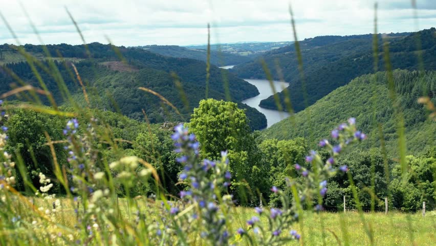 Scenic landscape of Gorges de la Truyere featuring a winding river through forested hills, framed by tall grass and purple wildflowers in the foreground on a cloudy day.