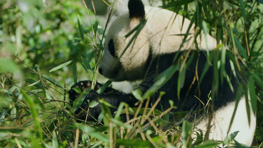 Giant Panda Eating Bamboo Leaves In Chengdu, China. - closeup shot