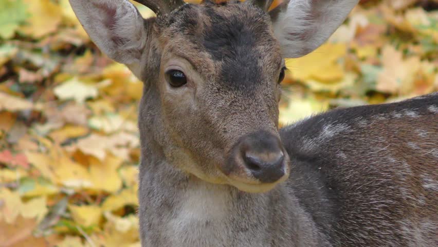 Young male European fallow deer against the background of fallen yellow autumn leaves, portrait.