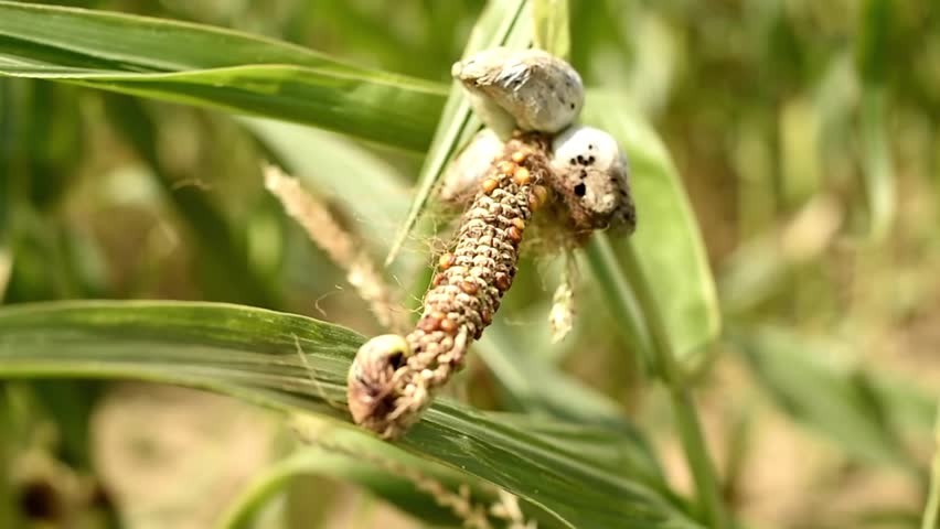 Close up of corn smut fungus on a maize ear. Grey fungal galls growing on infected corn kernels in an agricultural field.