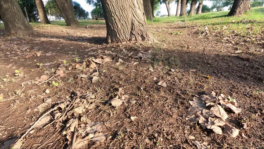 4K Tilt-up shot of tall green trees in a forest towards a clear blue sky. Low angle view of a autumn leaves on the ground and lush canopy. Nature, environmental and serenity concept.