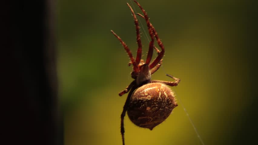 Big Australian Garden Orb Weaver Female Spider Close Up On Web Moving A Lot In The Wind, Daytime Australia, East Gippsland, Victoria, Maffra