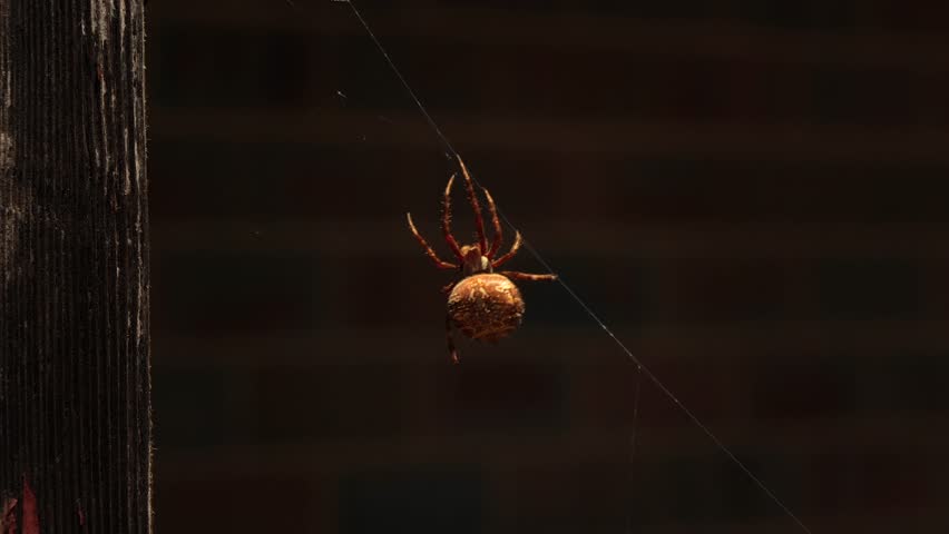 Australian Garden Orb Weaver Female Spider On Web, Sunny Daytime Australia, East Gippsland, Victoria, Maffra