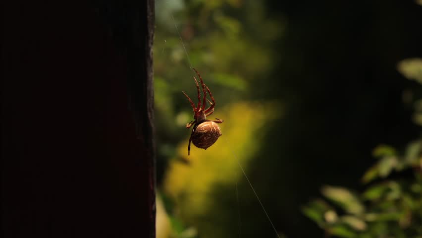 Australian Garden Orb Weaver Female Spider On Web, Bush Moving In Wind In Background, Sunny Daytime Australia, East Gippsland, Victoria, Maffra