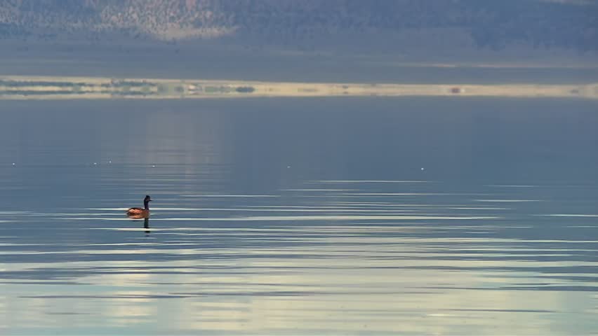 Lone grebe floats on glassy lake surface with faint ripples and distant shoreline, Mono Lake, California