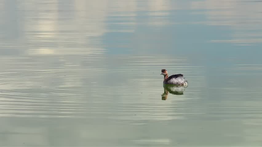 Single grebe glides on still water before diving, leaving gentle ripples on the lake surface, Mono Lake